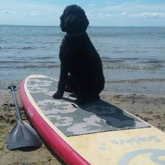 Meet your Posher, Shannon - Picture 1 of 1